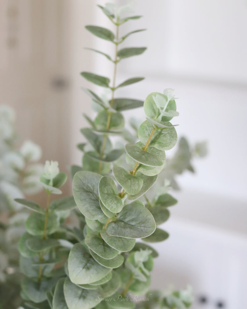 Light Green Gunnii Eucalyptus Stem 38"