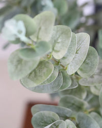 Light Green Gunnii Eucalyptus Stem 38"