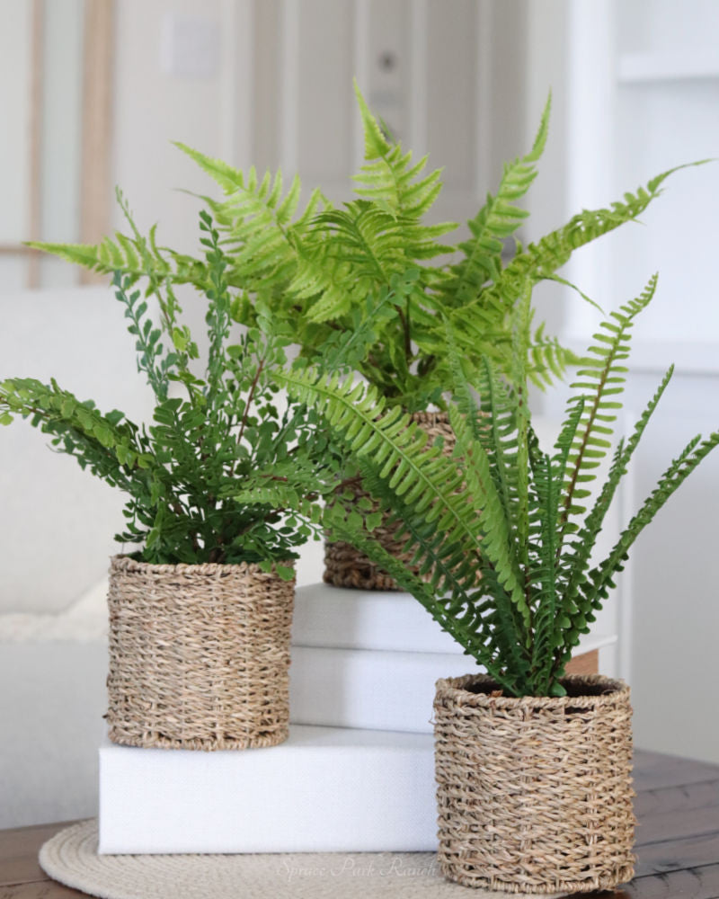 Fern in Round Woven Basket