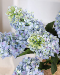 Blue Cone Hydrangea Stem 38.5"