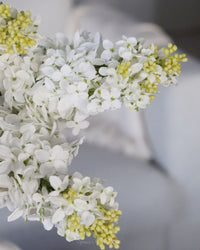 White Lilac Stem 32"