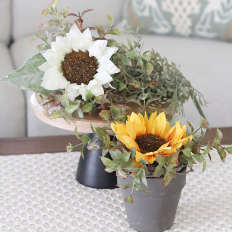 Potted Sunflower