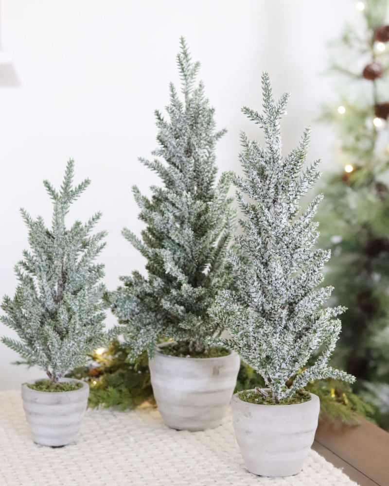 Snowy Pine Trees in Grey Cement Pots