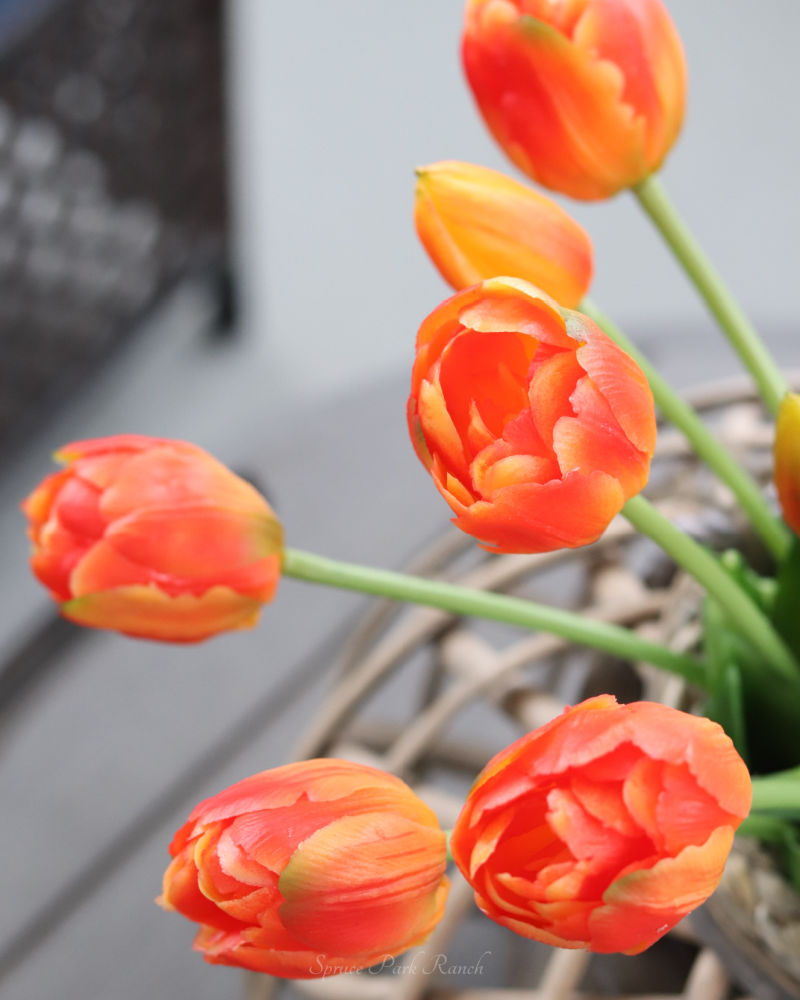 Tulip UV Resistant Orange Real Touch Bundle 15"