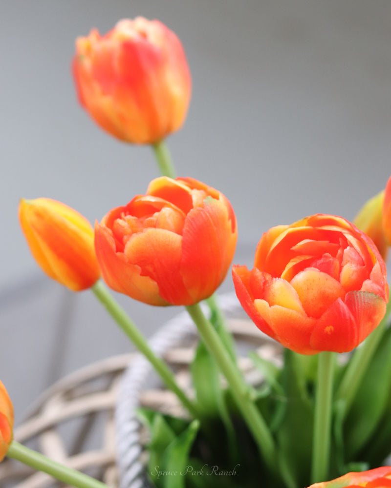 Tulip UV Resistant Orange Real Touch Bundle 15"