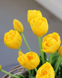 Tulip UV Resistant Yellow Real Touch Bundle 15"