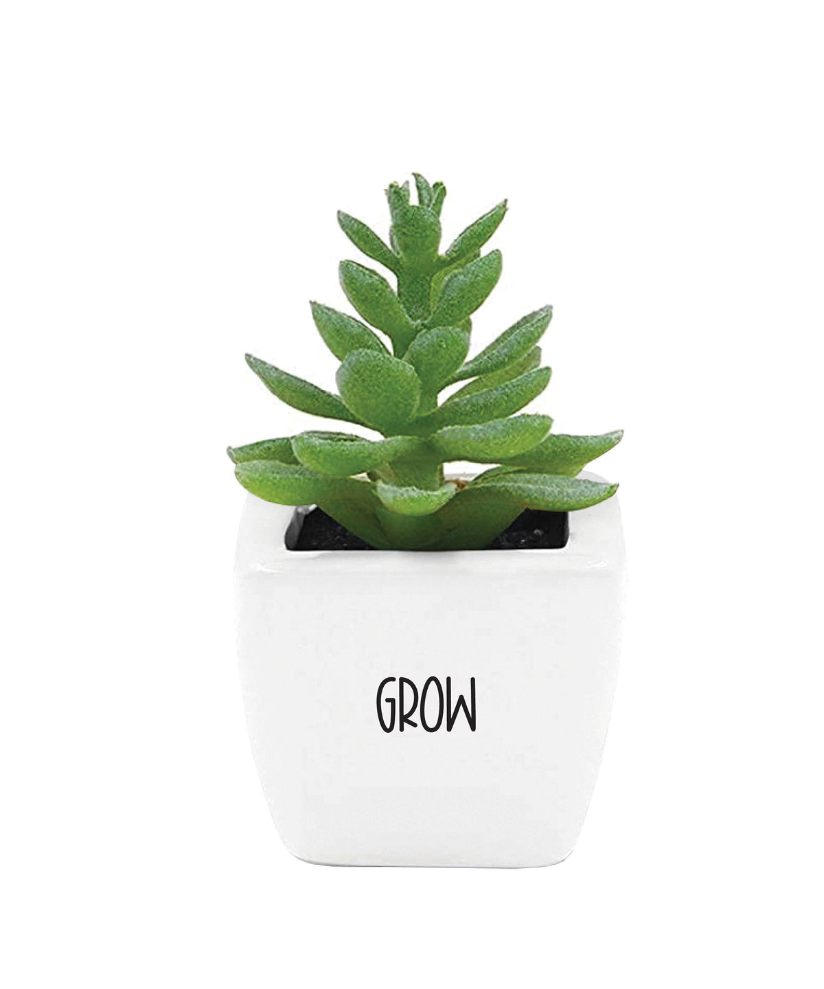 Mini Succulent with Grow Planter