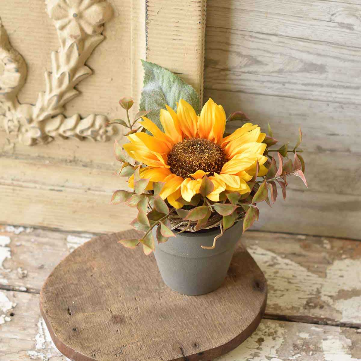 Potted Sunflower