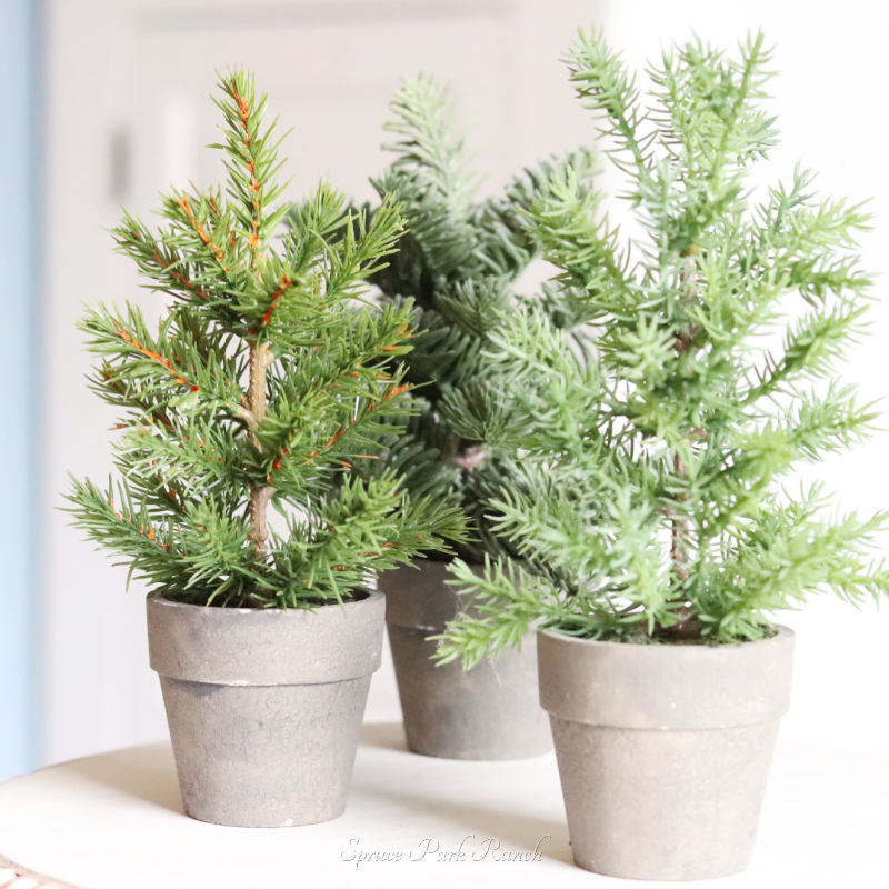 Potted Short Evergreen