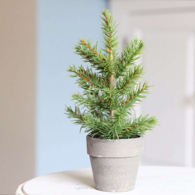 Potted Short Evergreen