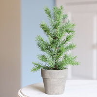 Potted Short Evergreen