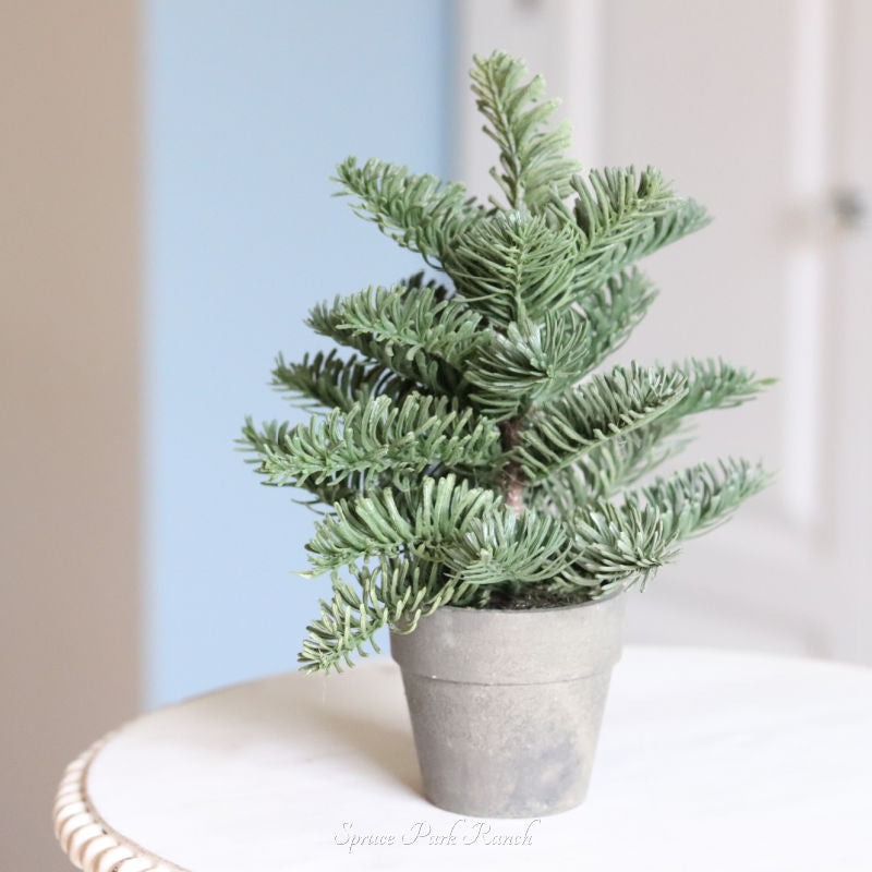 Potted Short Evergreen