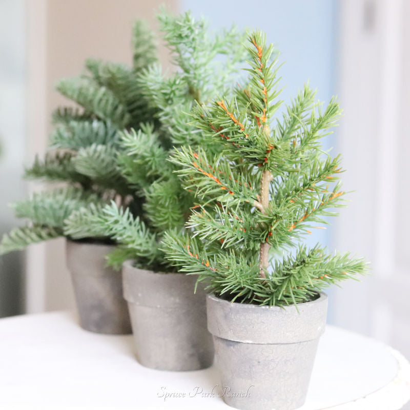 Potted Short Evergreen