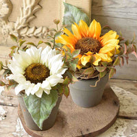 Potted Sunflower