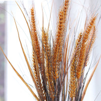 Wheat and Grass Stem