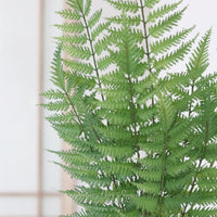 Airy Three Branch Fern