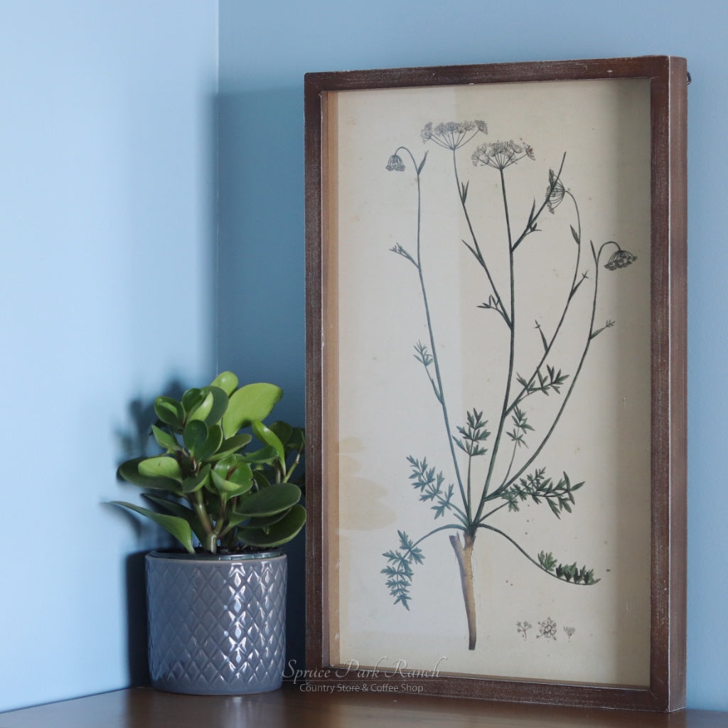 Framed Botanical Print