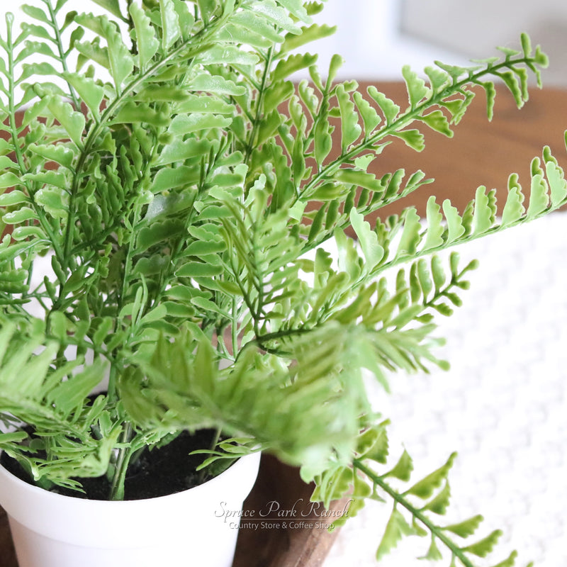 Potted Fern